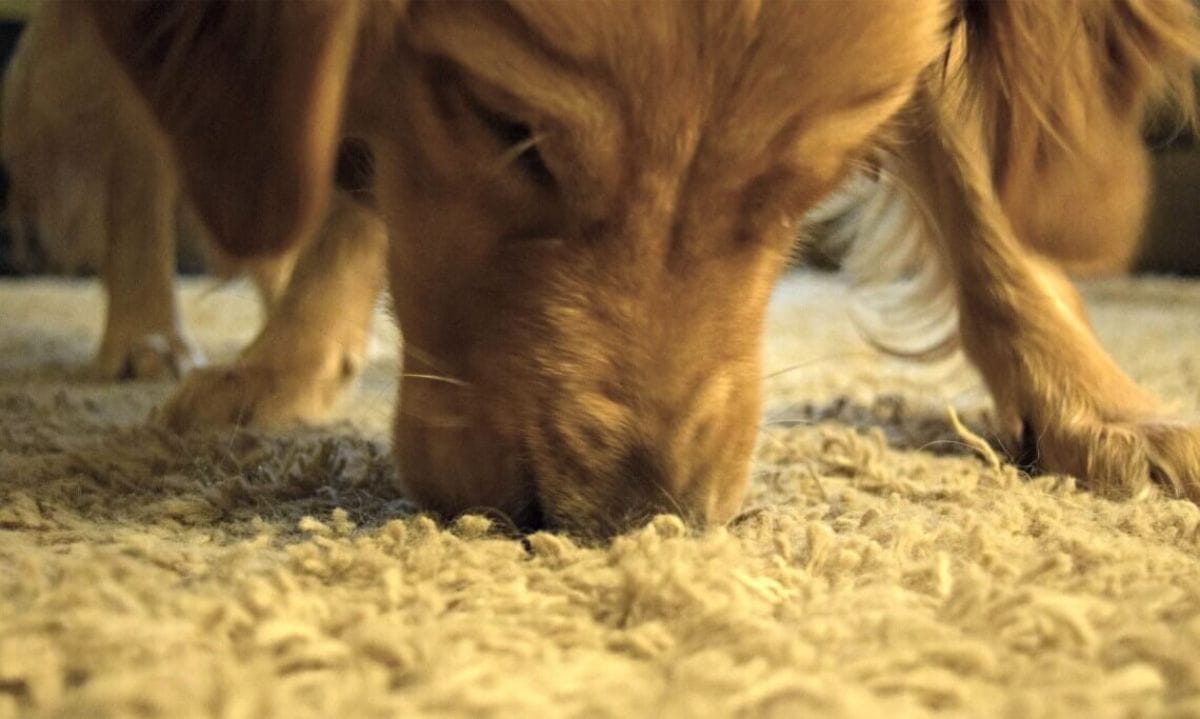 Charlie searching for crumbs after finishing his Himalayan Dog Chew