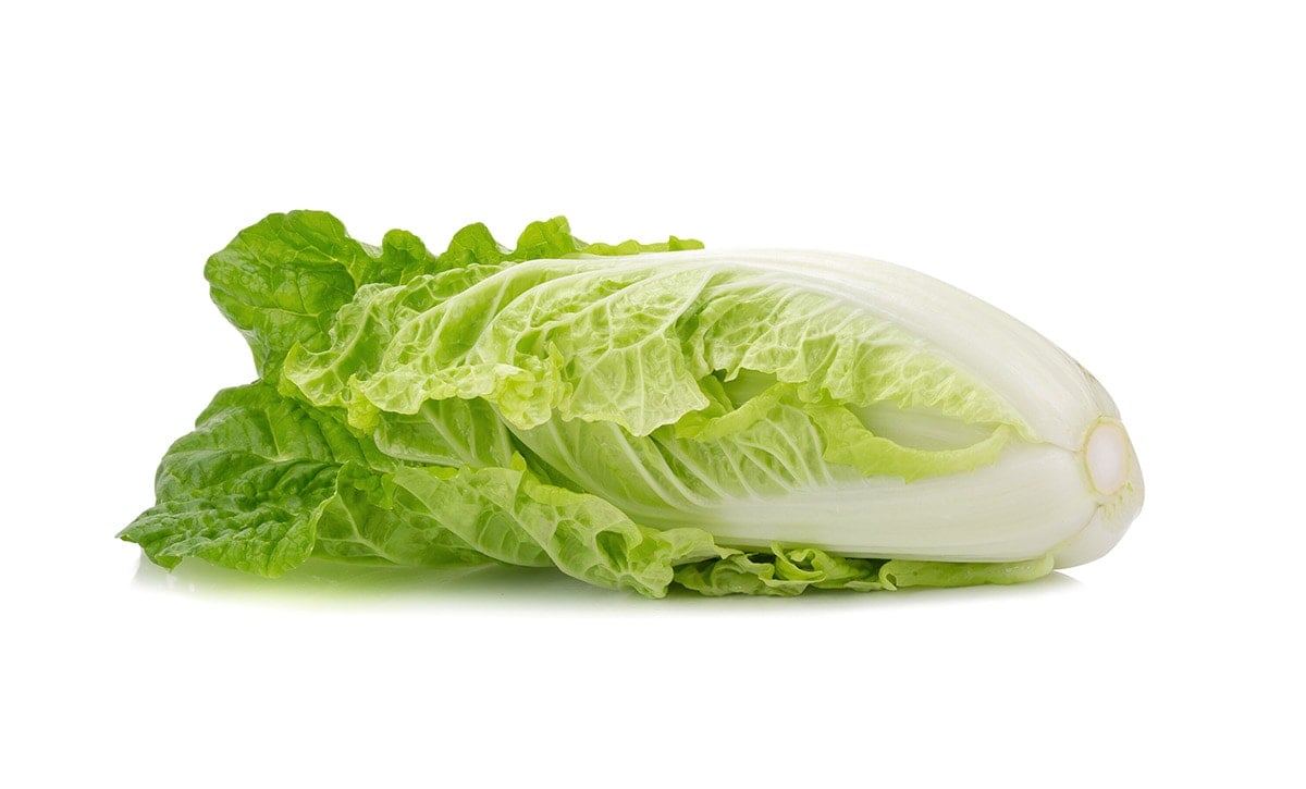 napa cabbage on a white background