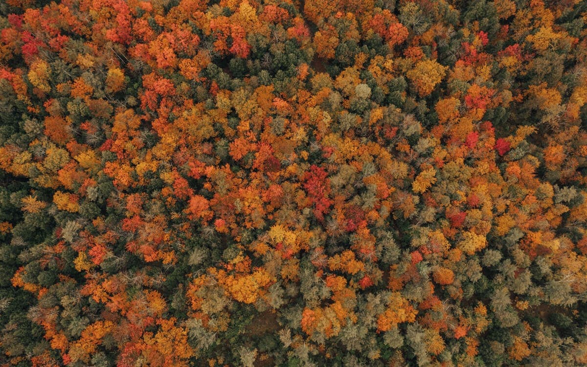 drone photo of fall trees in the east coast