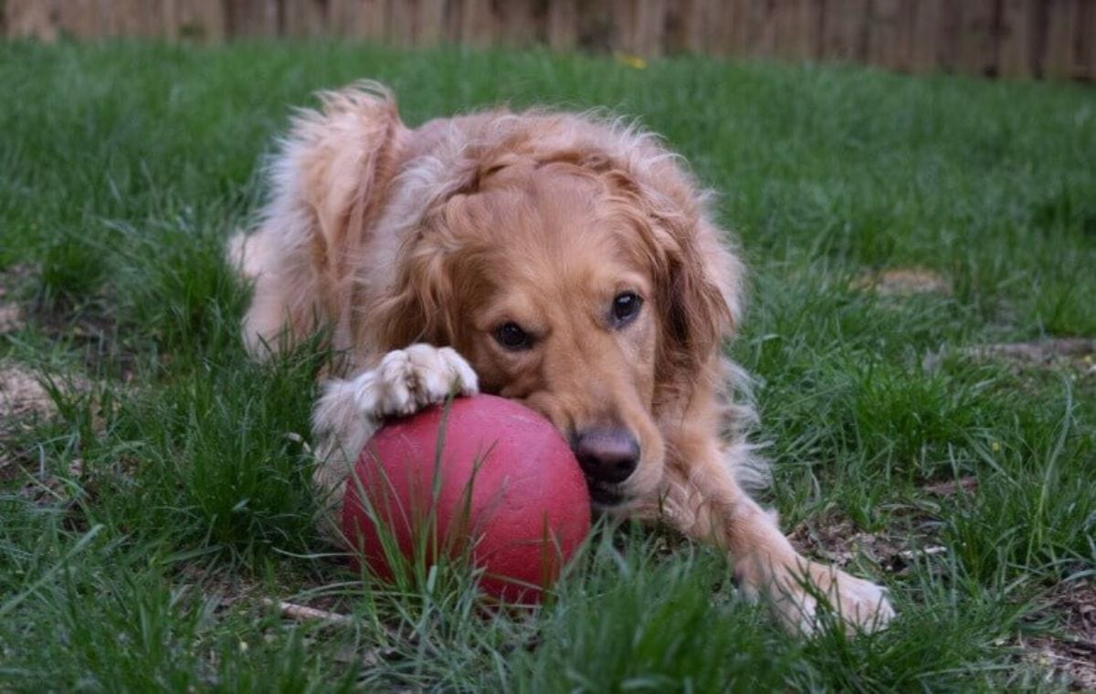 Charlie Chewing on the Jolly Ball Tug-N-Toss dog toy in the back garden