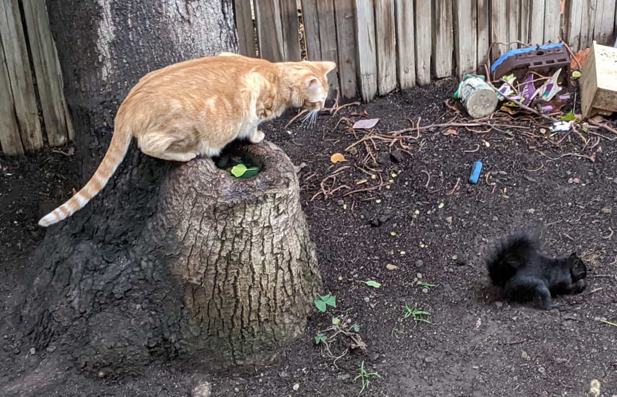 An orange tabby looking at a black squirrel.