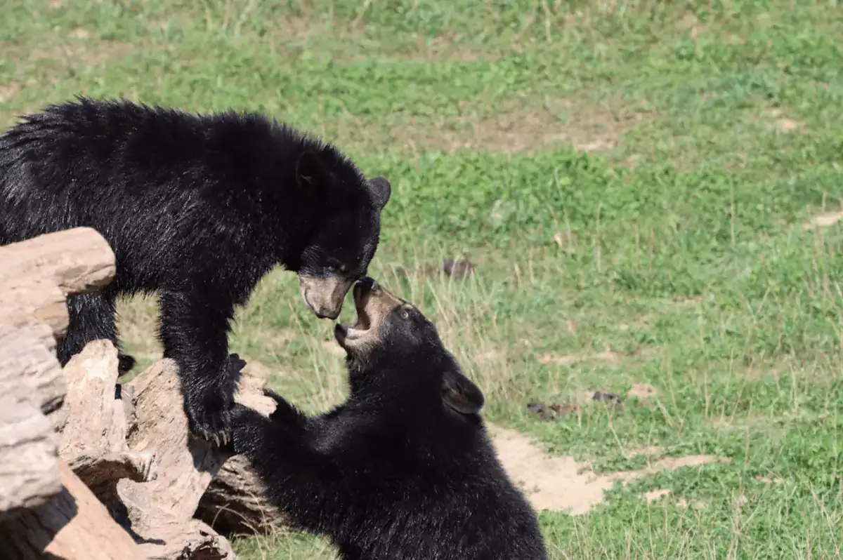 Black Bear