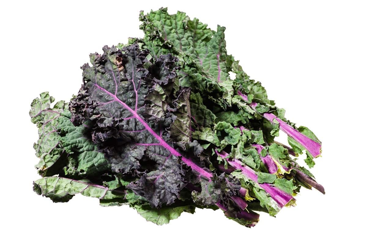 kale leaves isolated on white background