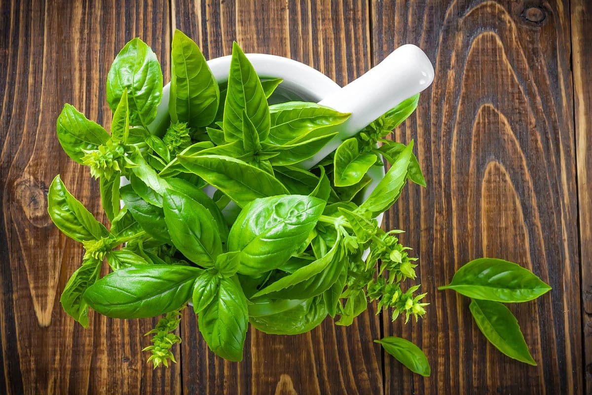 basil leaves in a white mug on a wooden background