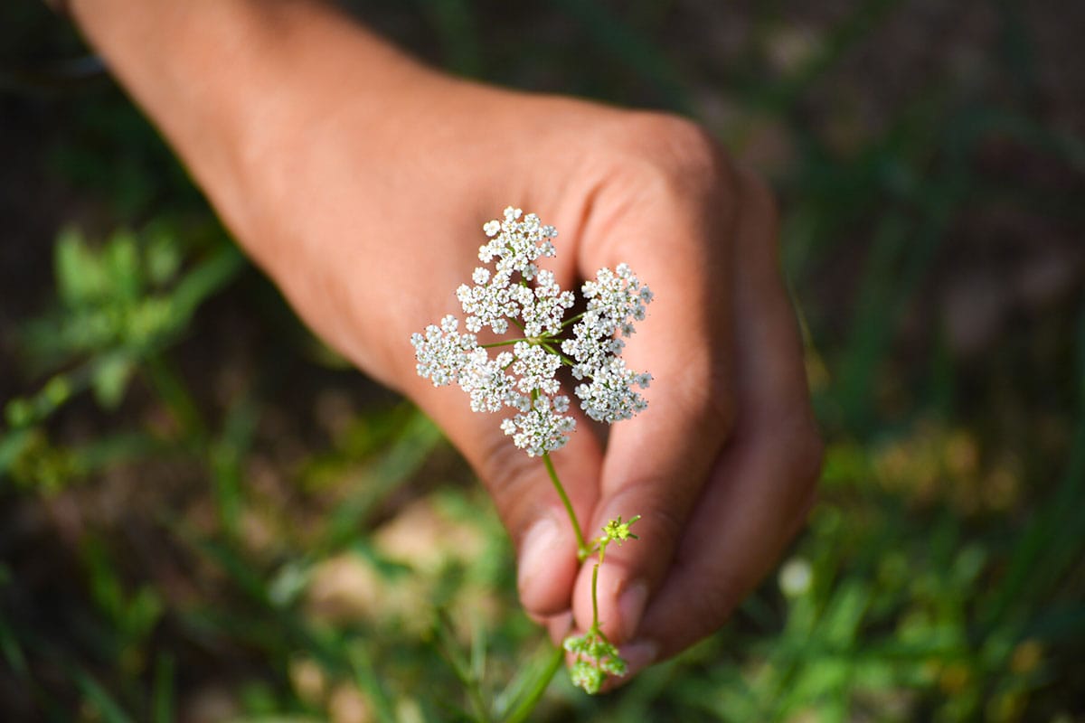 cumin plant, hand picking cumin flower