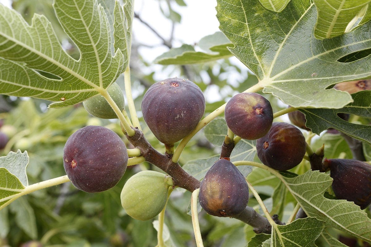 fig tree