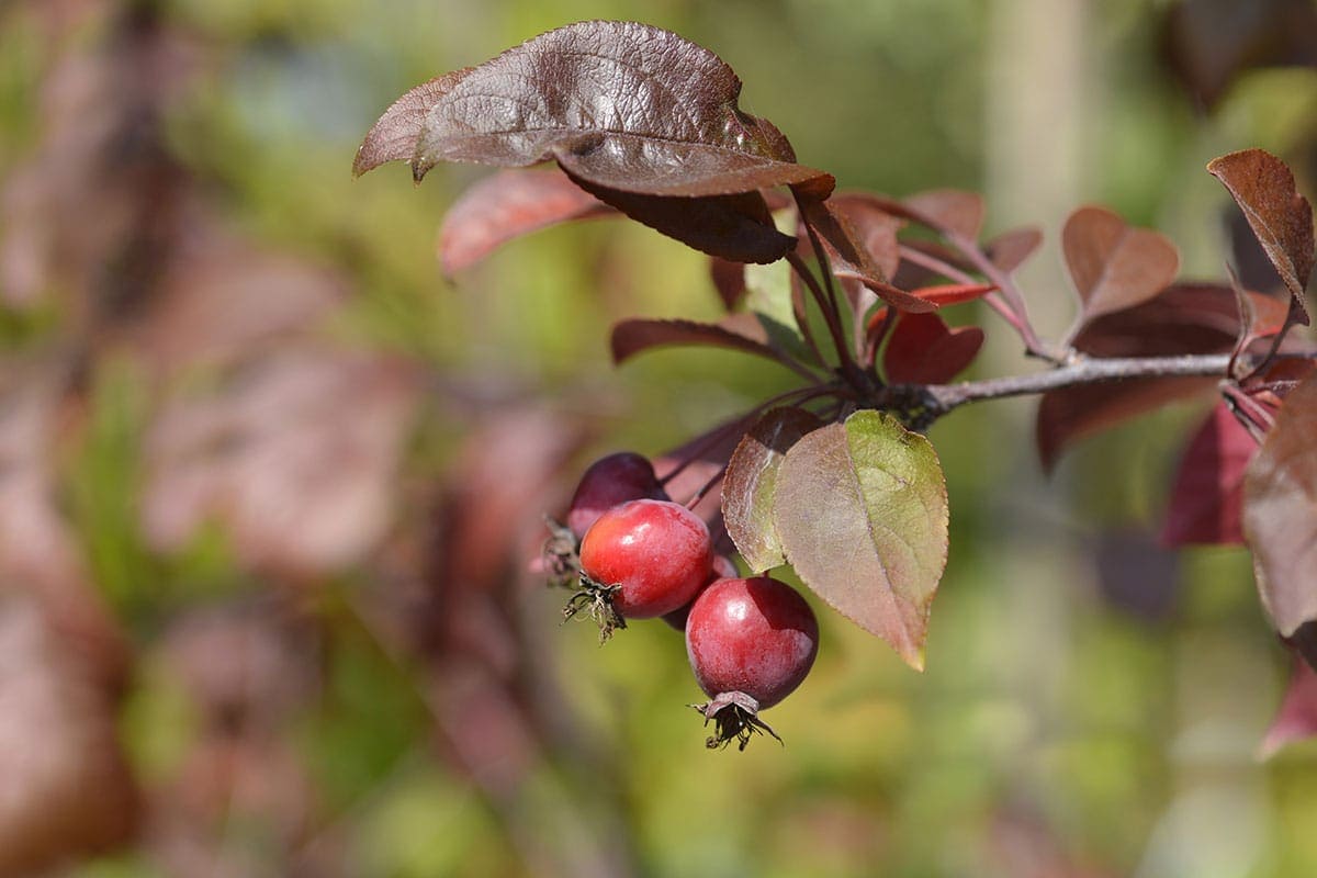 crabapples on a tree