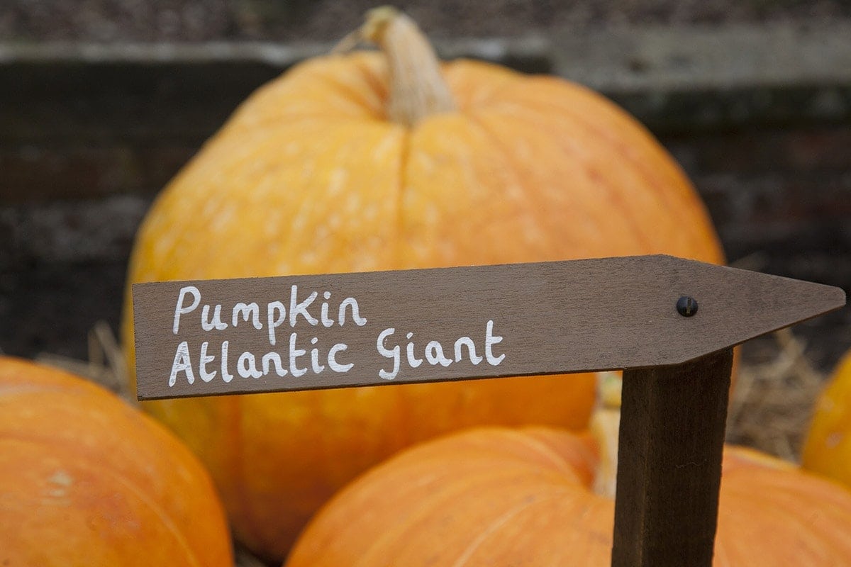 atlantic giant pumpkin stacked in a wooden cart