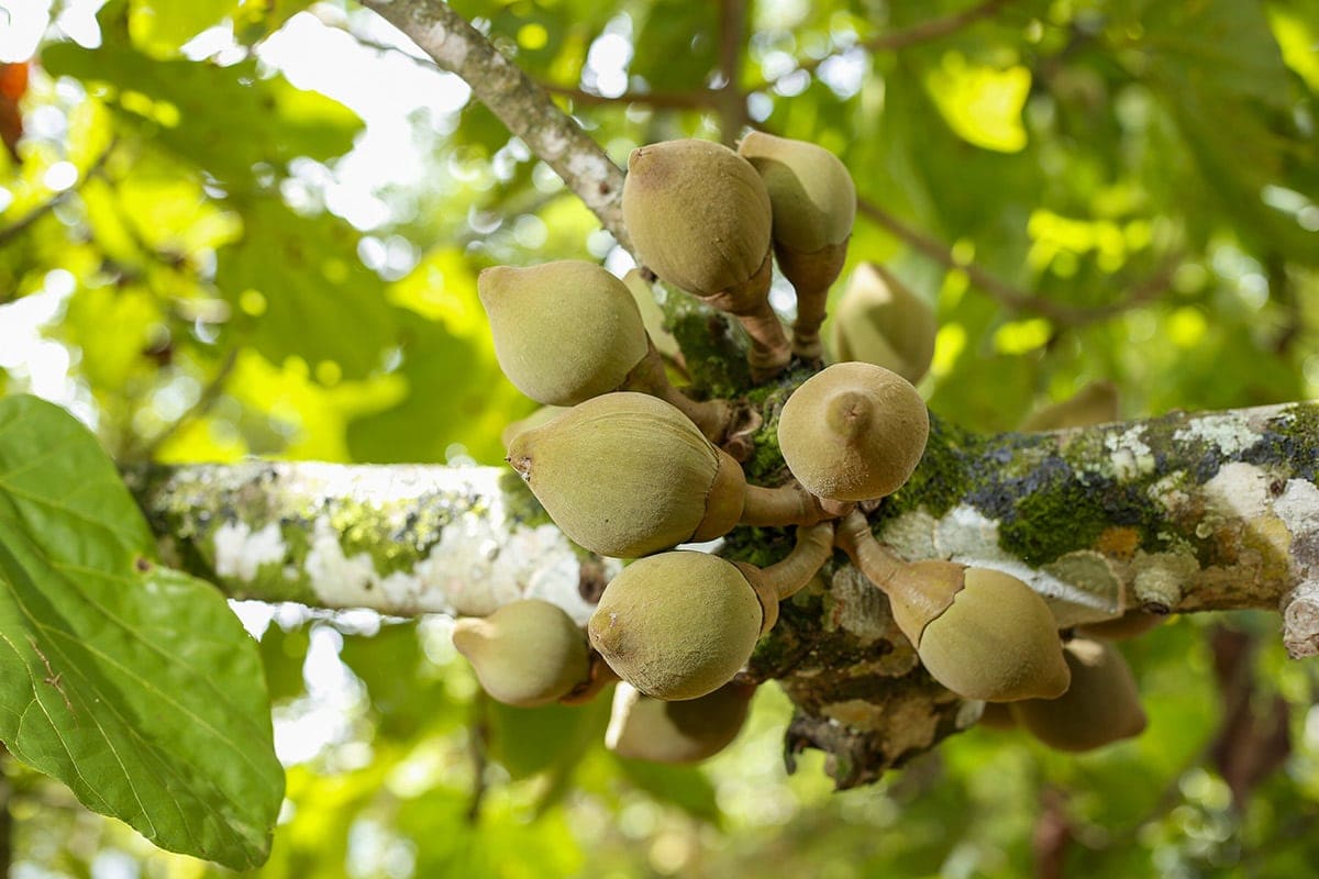 Quararibea on tree
