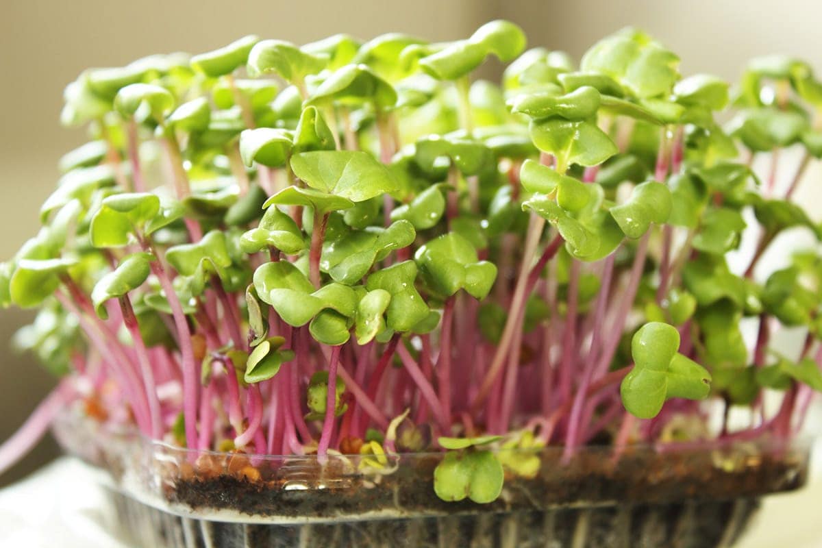 micro green growing in a container