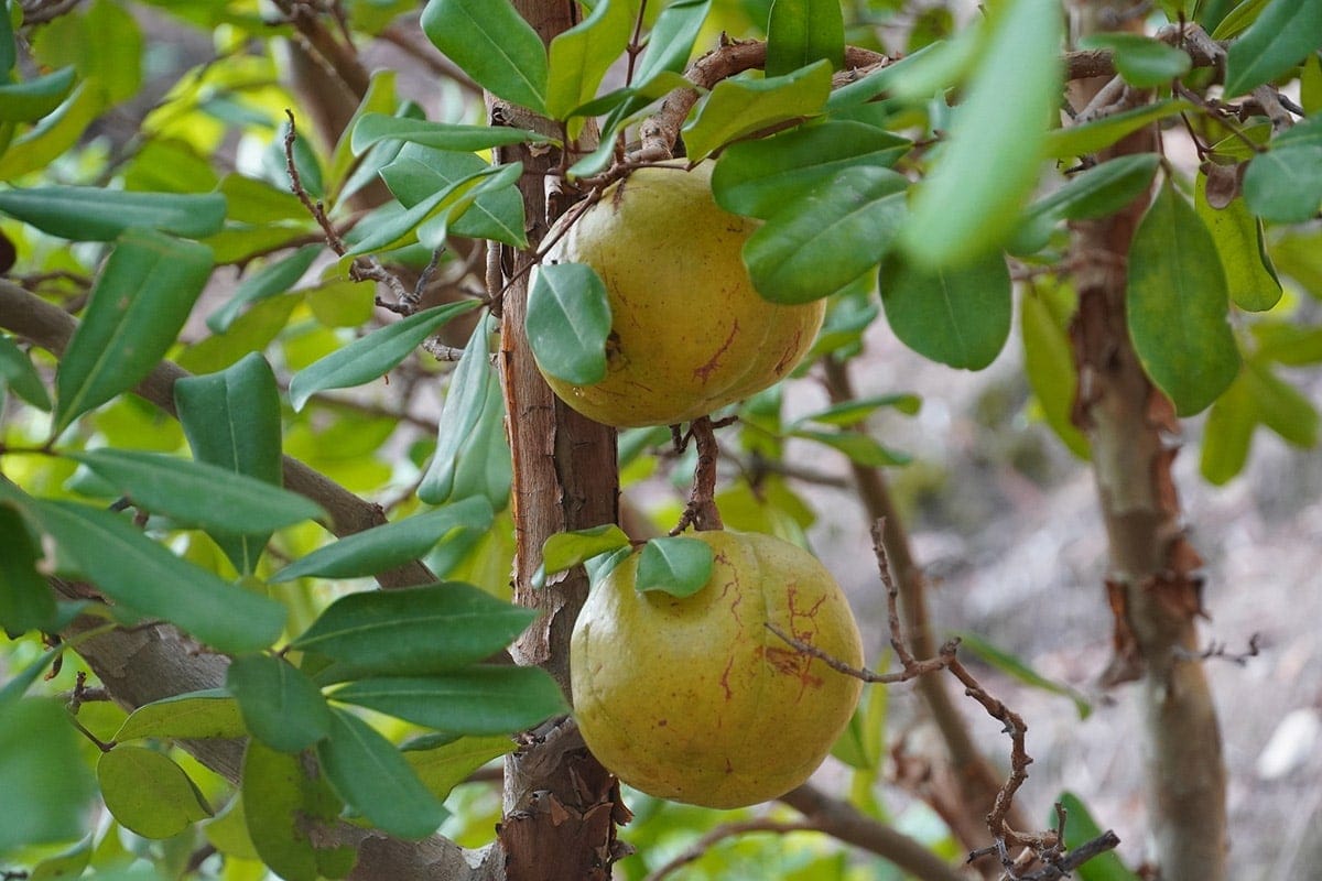 Xylocarpus Granatum Fruit on tree