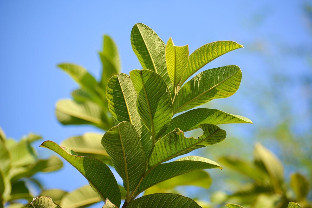 fresh guava leaves on guava plant