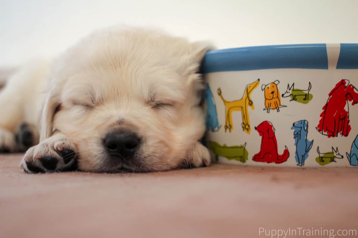 English Cream Golden Retriever Puppy Growth And Development Week 5