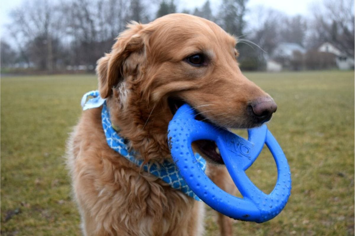 Charlie Golden blue frisbee in mouth