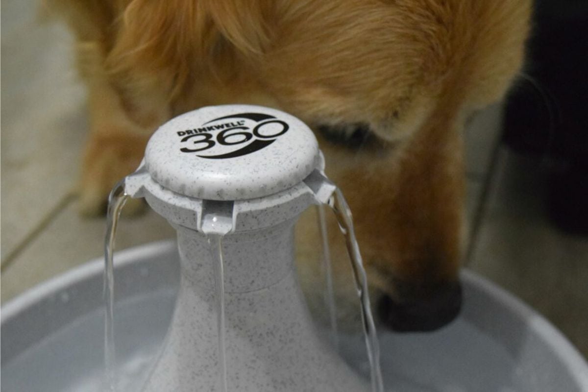 Utilizing a pet water fountain to encourage our dogs to drink