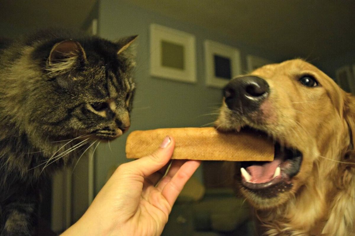 Even the Cat Wants a taste of the Himalayan Dog Chew