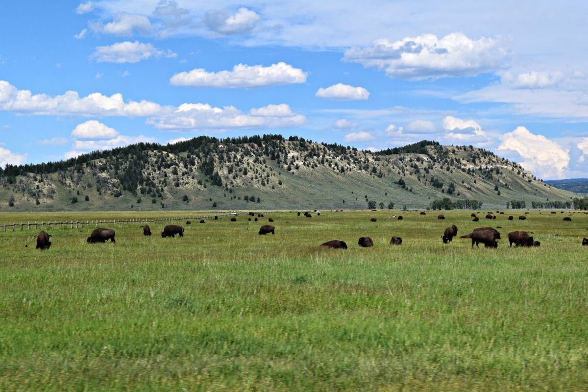 A herd of Bison on the National Elk Refuge in Wyoming