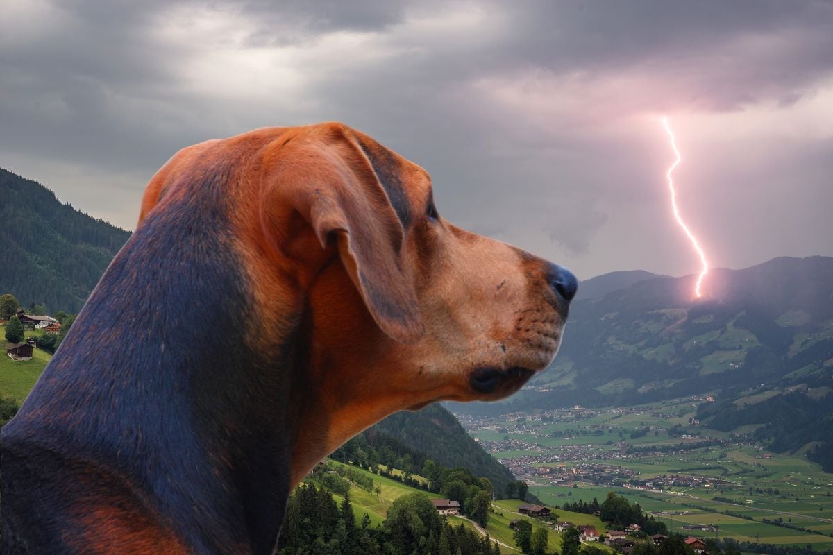 Thunderstorm phobia in dogs