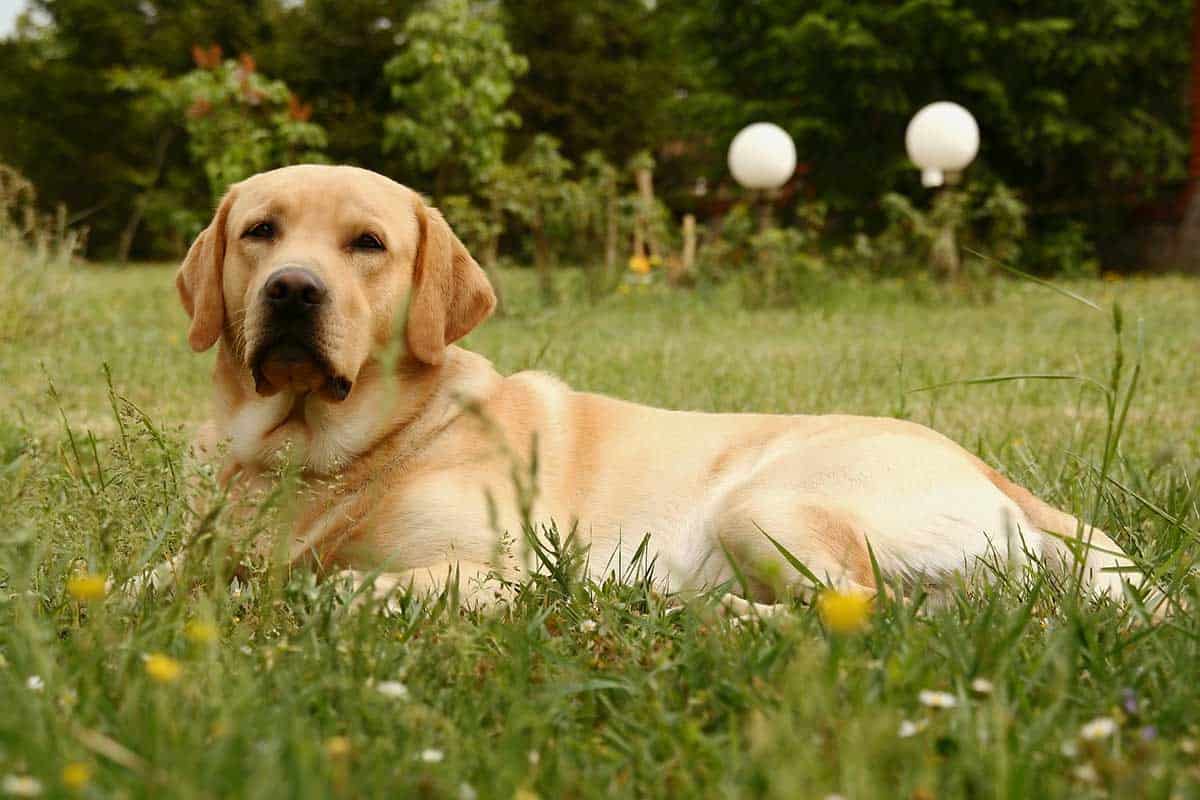 Labrador Adoption