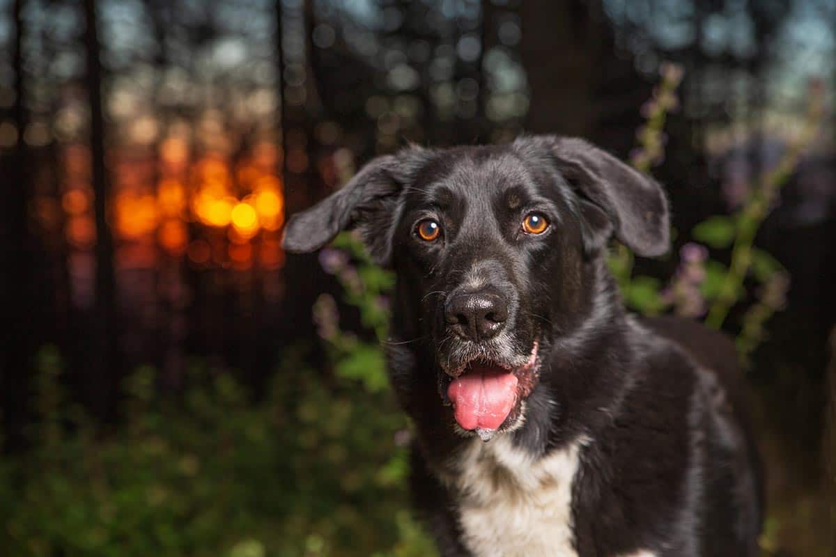 border collie lab mix