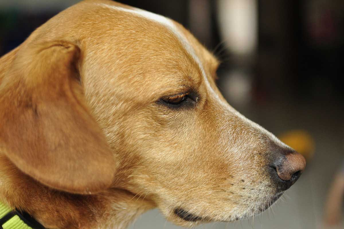 beagle lab mix