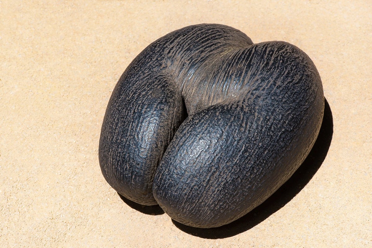 double coconut on a beige background