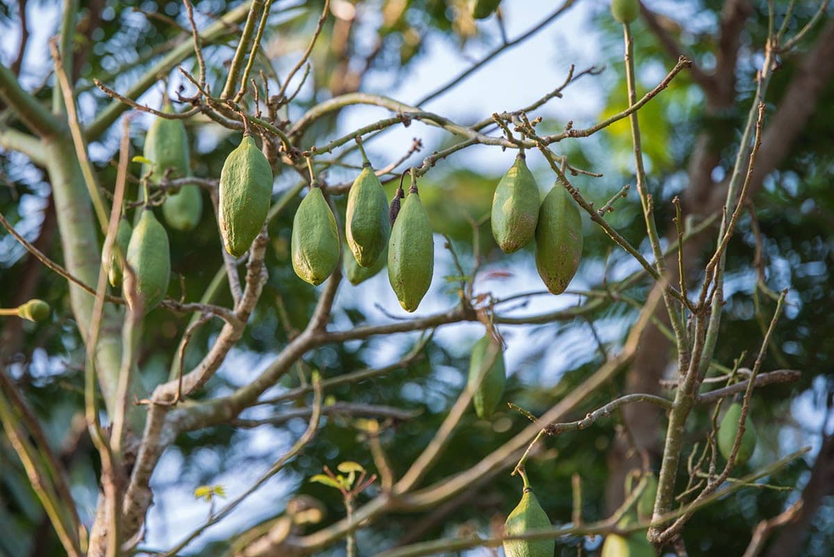 Kapok Fruit