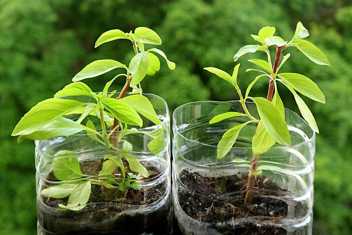 growing thai basil in plastic