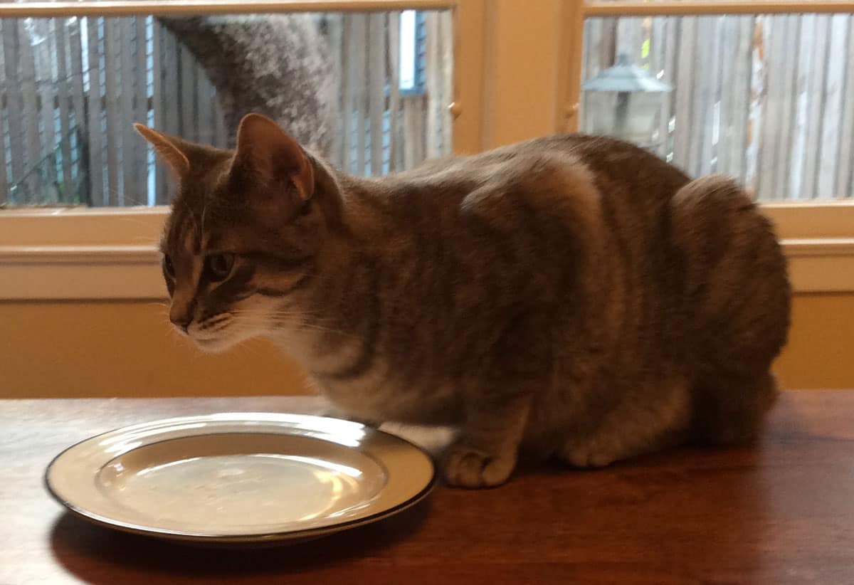A gray tabby sitting in front of an empty white plate on a table.