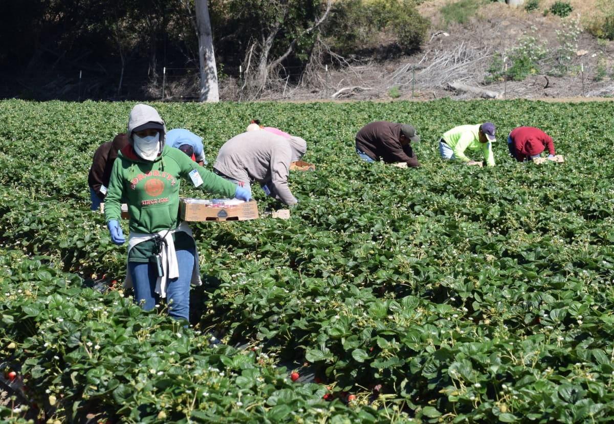 California farmworkers harvesting strawberries