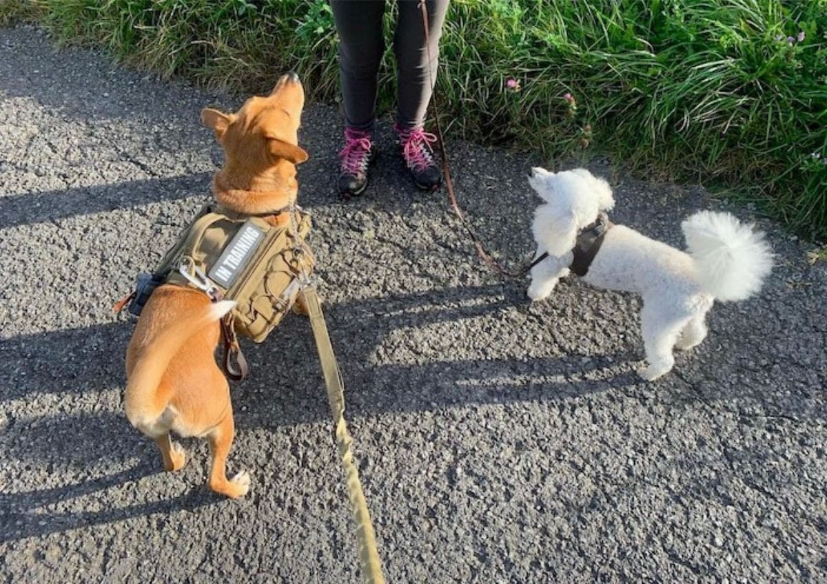 Wally out on a backpack walk with his doggie friend Orlando