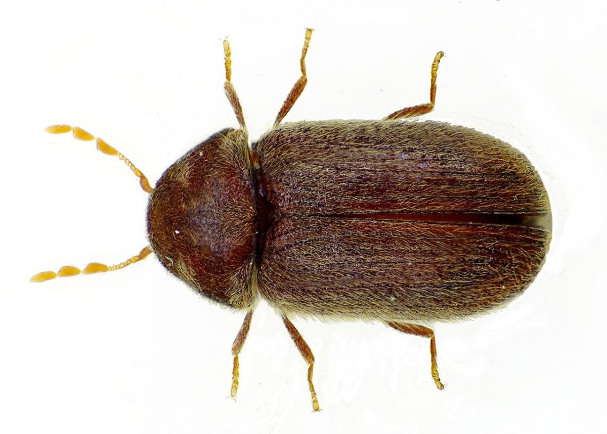 Stegobium paniceum