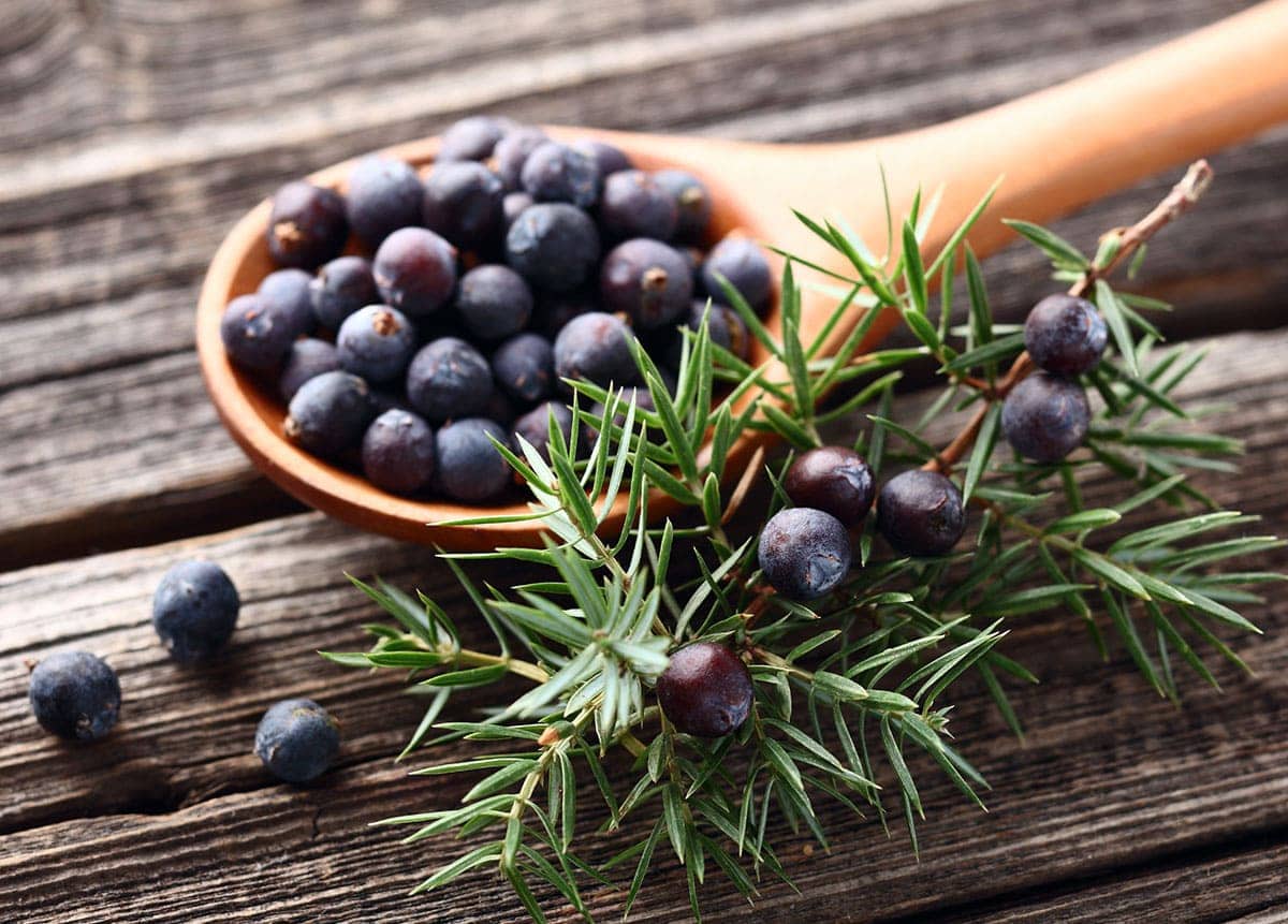 Juniper berries on a wooden background with leaves in a wooden spoon
