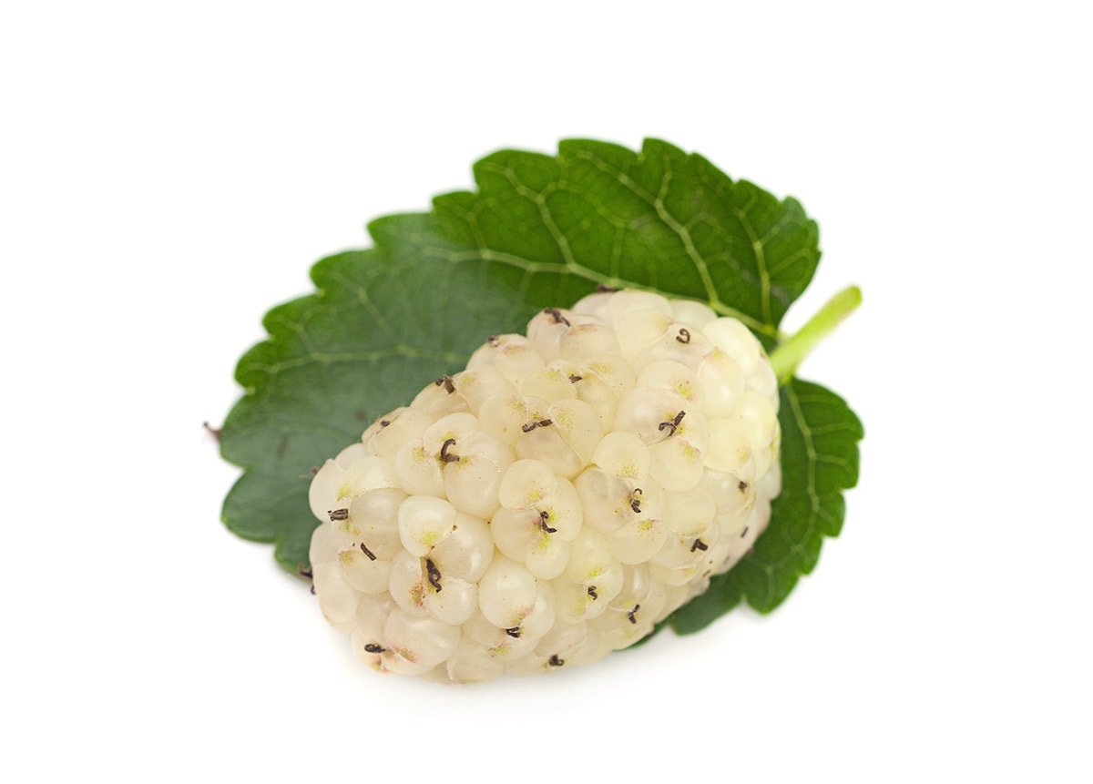 white mulberry on white backgfound