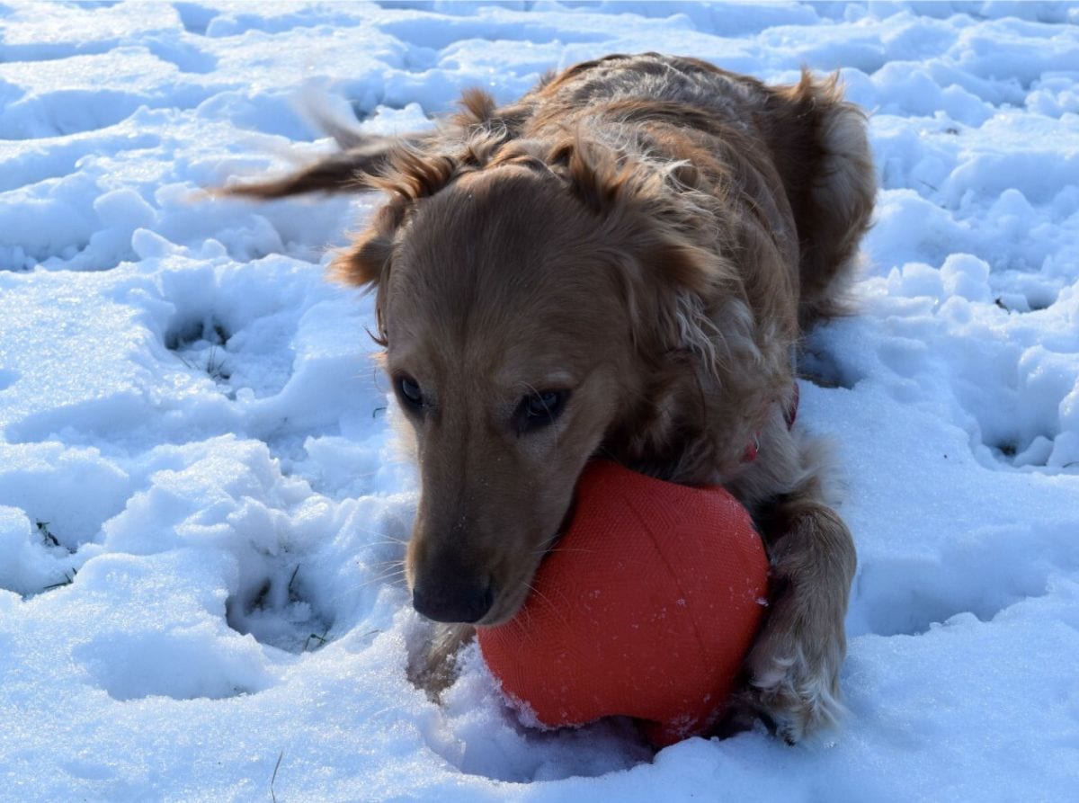 Highlighting the Bomber - one of the toughest dog toys around.