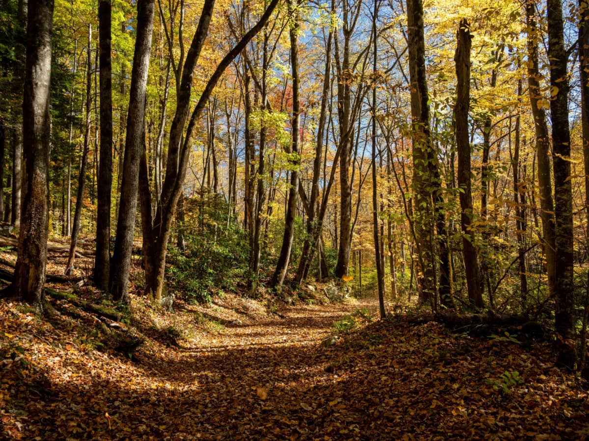 Porters Creek Trail
