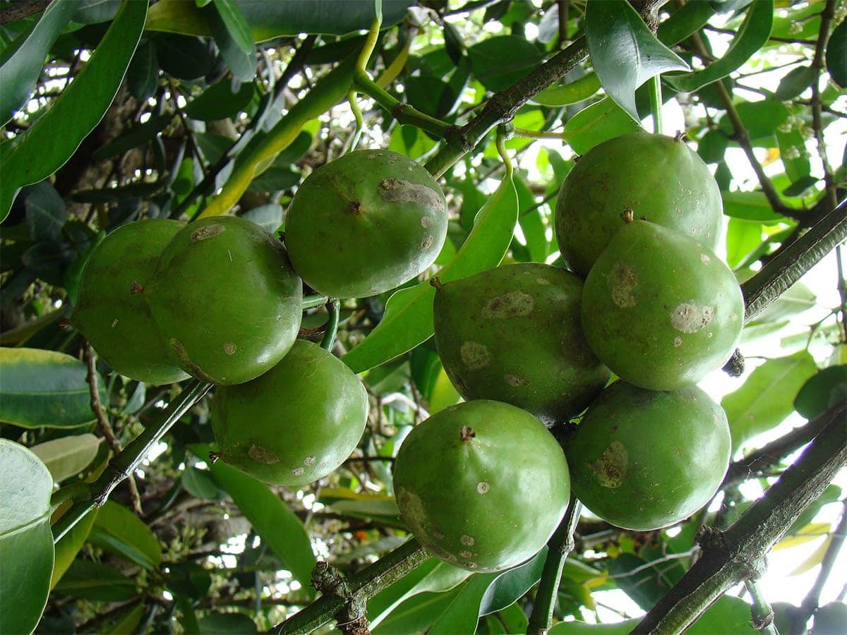 GAMBOOGE FRUIT on a tree