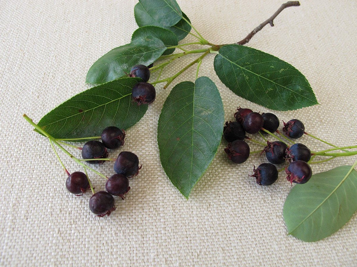 Sarvis Berry on beige background