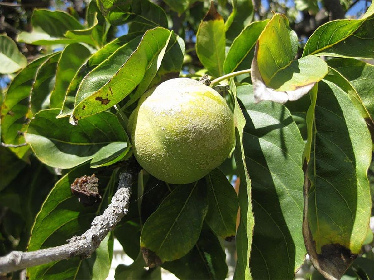 white sapote on tree