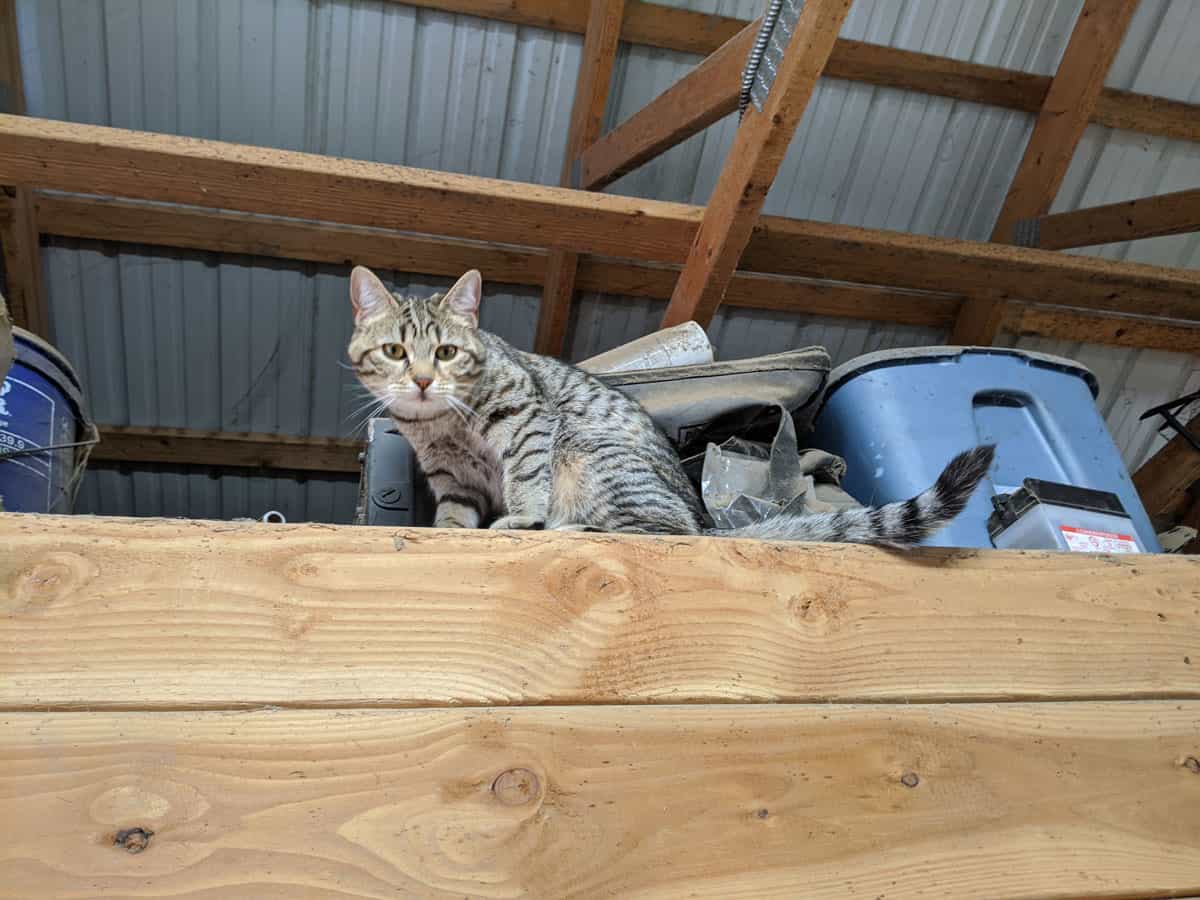 A barn cat looks down from a ledge.