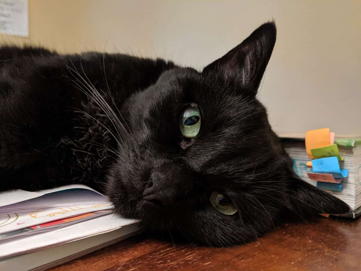 Picture of the head and shoulders of a black cat lying on a table.