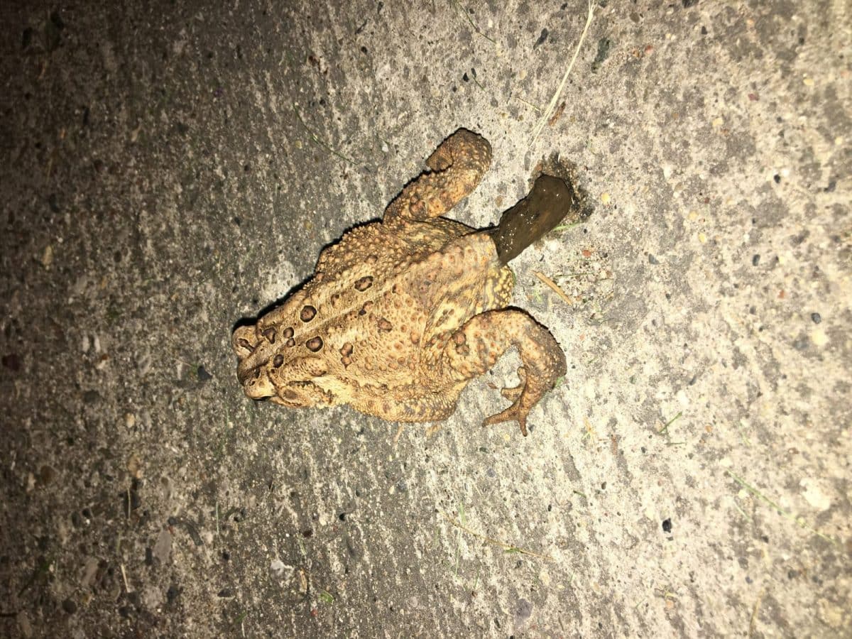 crotte de crapaud