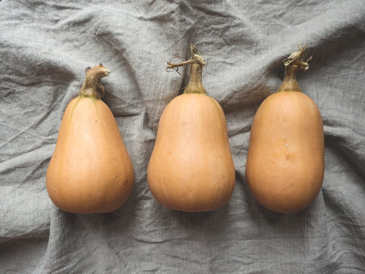culture de butternut verticale