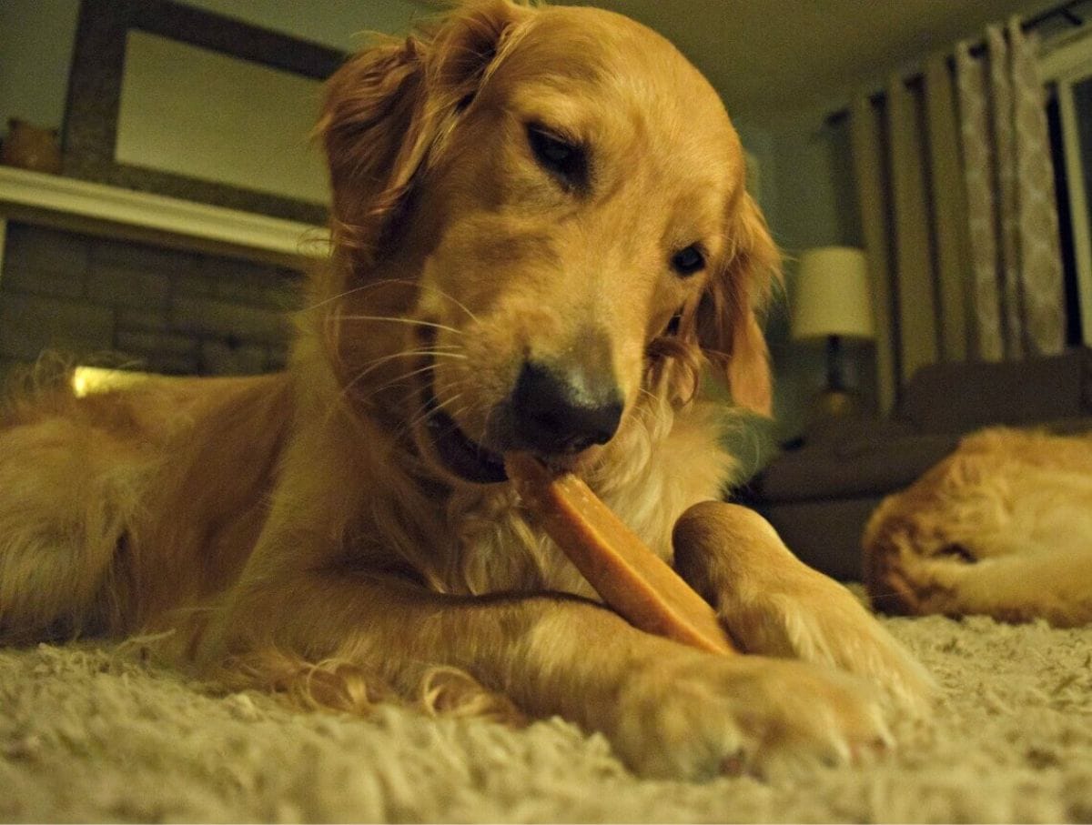 Our Golden Retriever Charlie eating a Himalayan Dog Chew