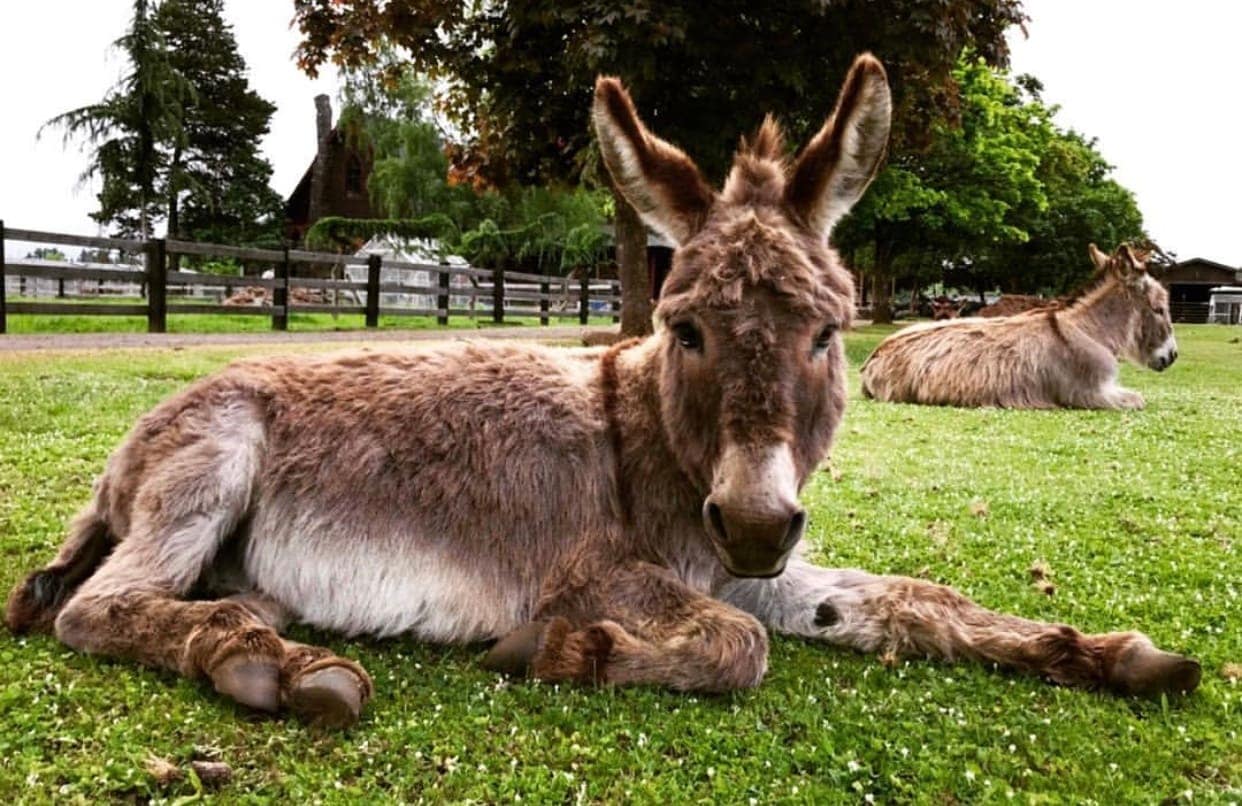 Enchanted Farm Sanctuary