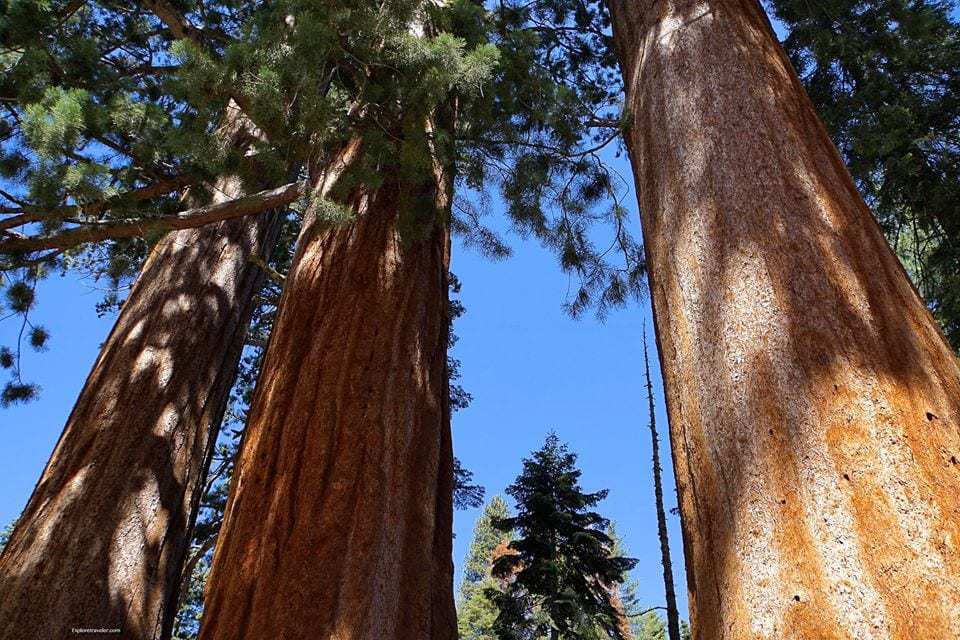 Survival Skills For The Wilderness 1 Wilderness Survival Skills Sequoia National Forest Trees