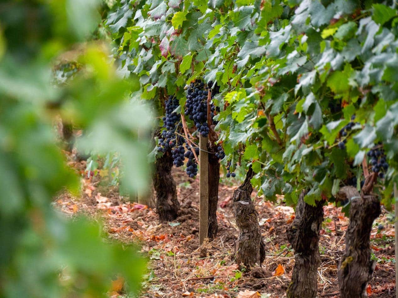 vineyard