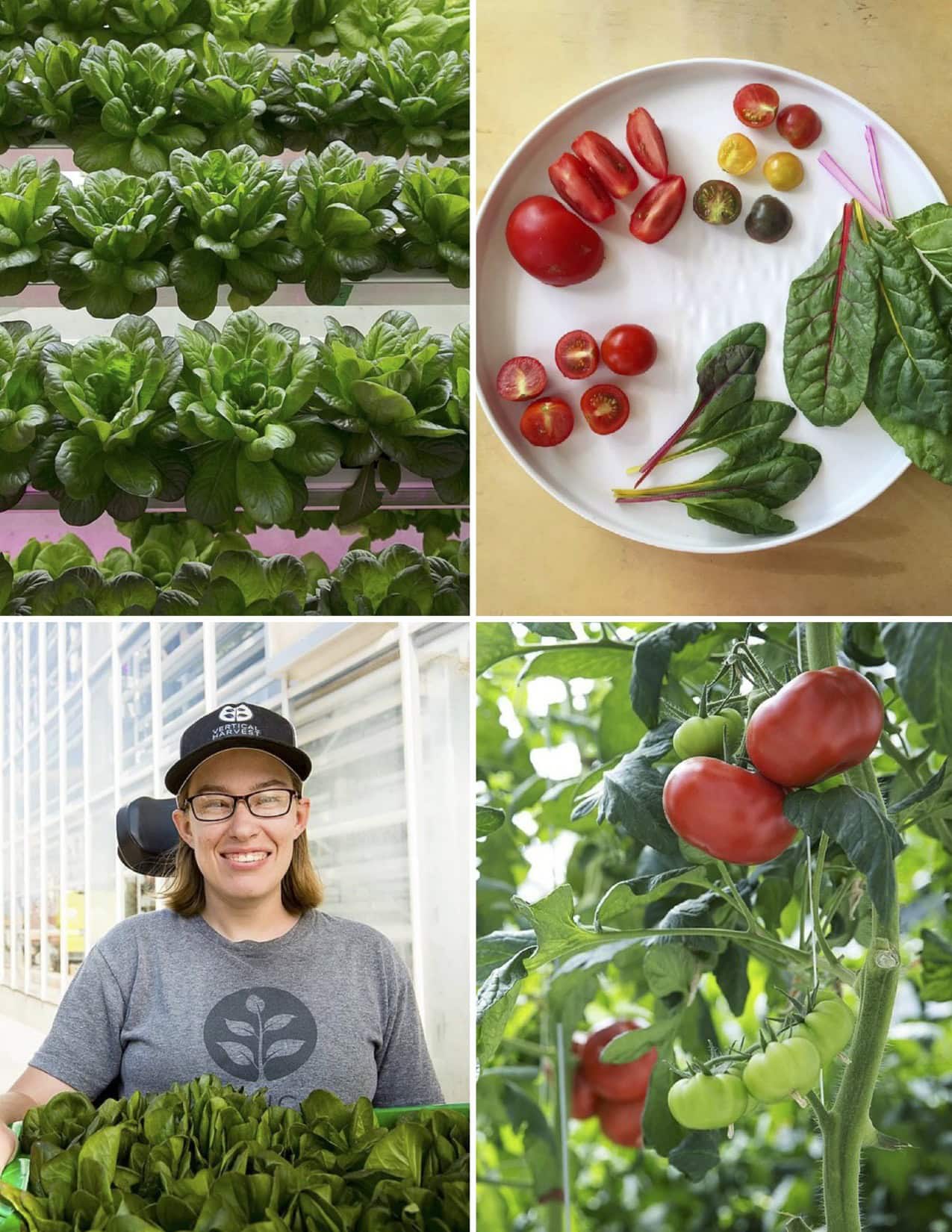 Vertical Harvest 