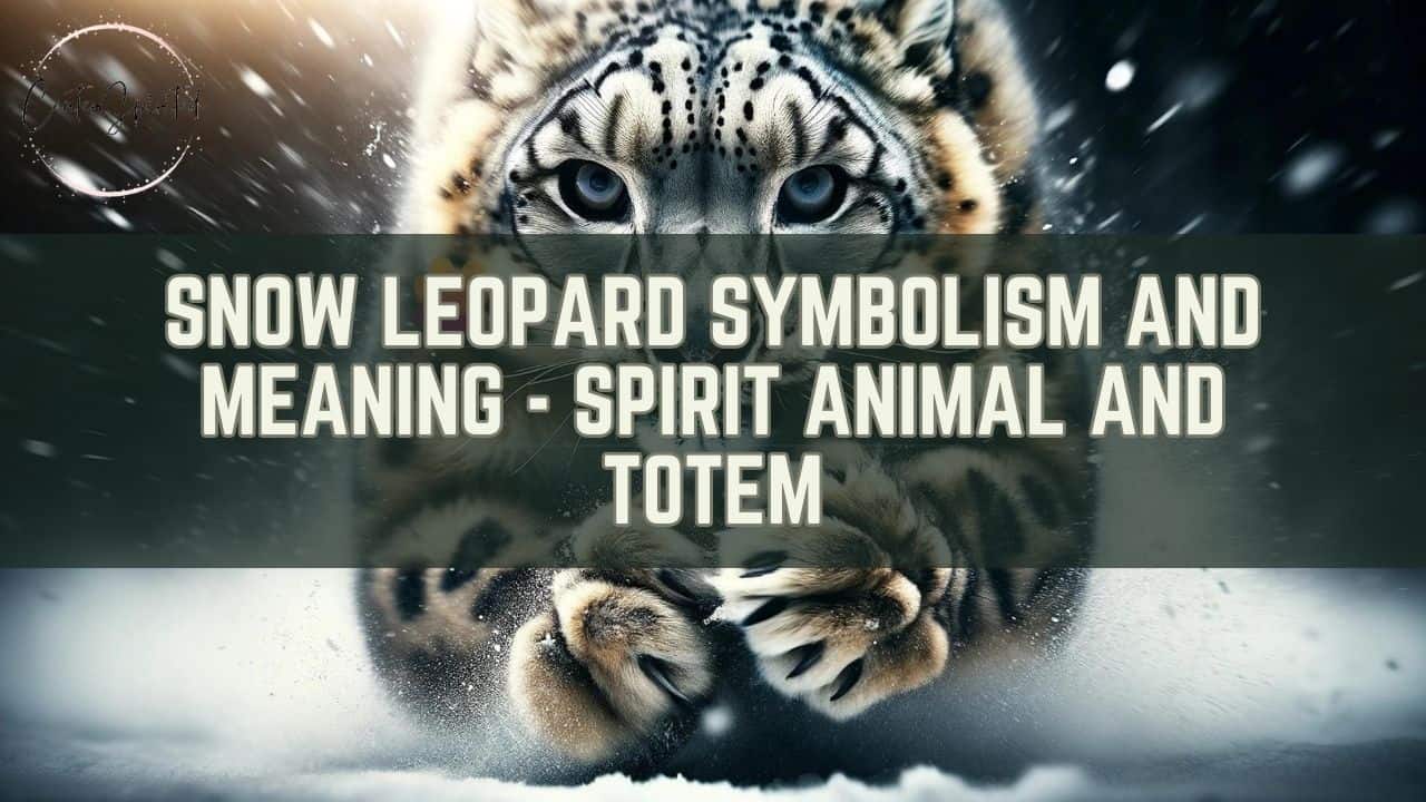 Snow Leopard Symbolism featured image