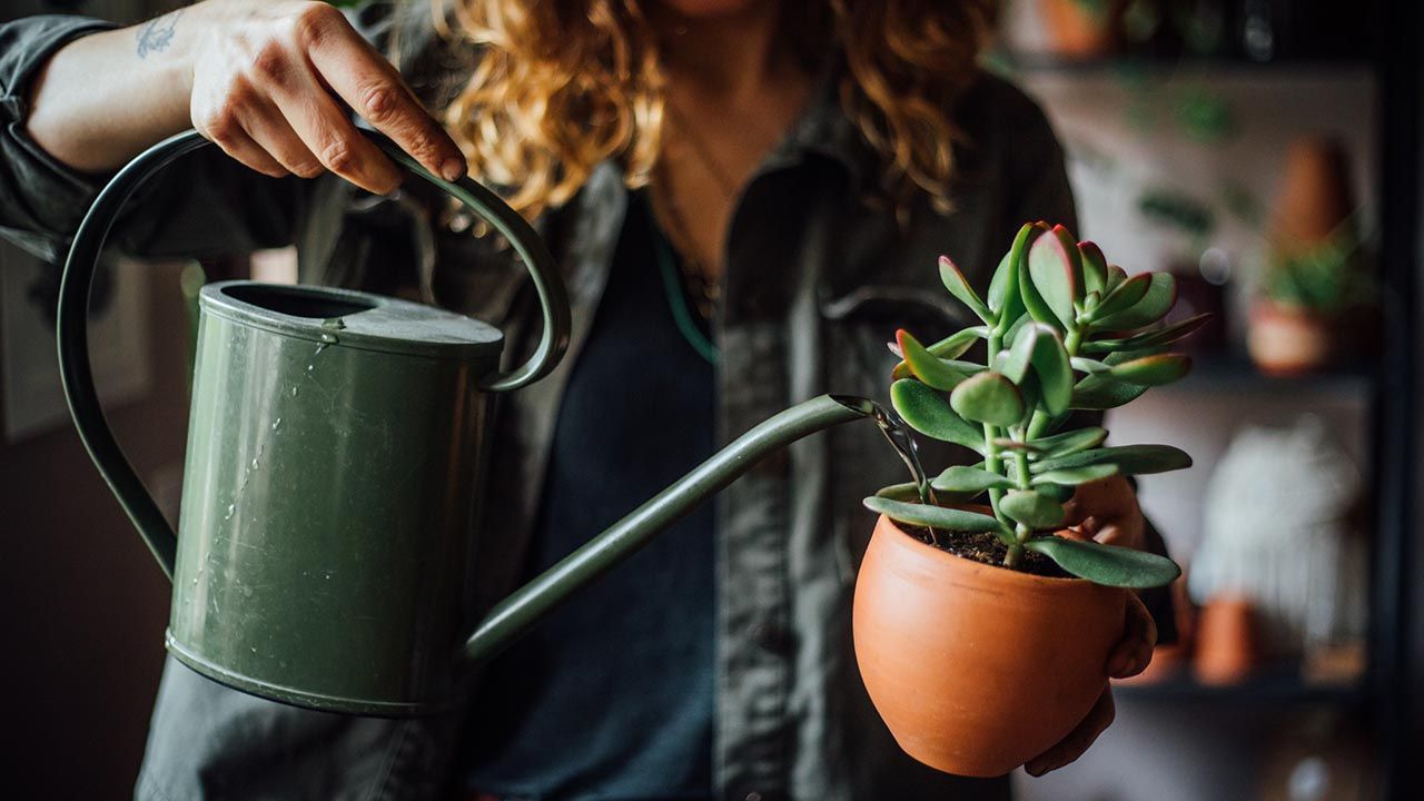 Cómo Regar Tu Planta Suculenta